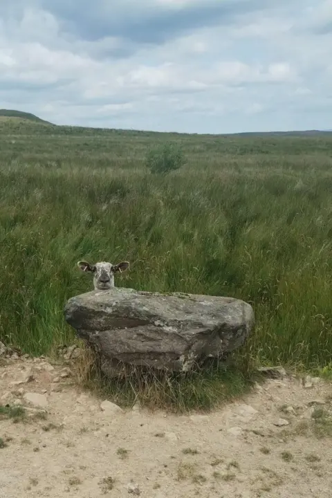 Fiona Mackenzie A sheep sticks its head out from behind a rock. There is sand in the foreground and grassland in the background.