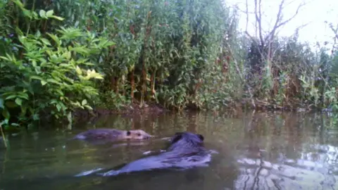 Lowther Estate An image of a male beaver interacting with a kit in a pond with lots of heavy vegetation around 