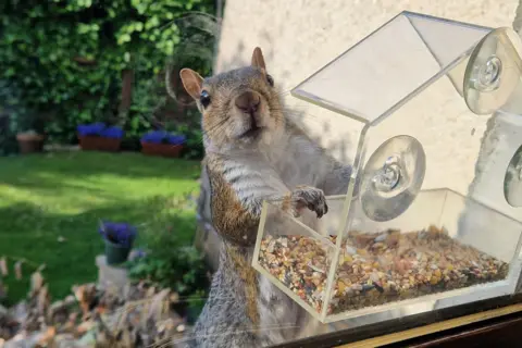 Maureen Henry A squirrel is looking directly at the camera while it's paws are perched on a clear plastic bird feeder holding a mix of seeds. The feeder is attached to a window and the garden outside has grass, plant pots of purple flowers and trees visible, along with the side wall of the house.