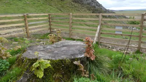 National Trust Close-up of the trunk of what was the Sycamore Gap tree. It has several small shoots growing on it. The trunk is surrounded by a wooden fence.