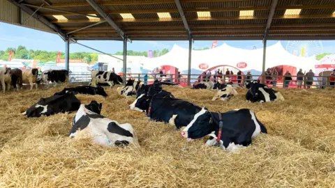 BBC/ Cara Thorpe A barn with cows laid on straw.