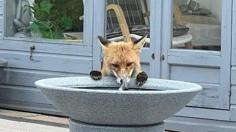 Jean Livingstone a fox perched up on a water grey water fountain.