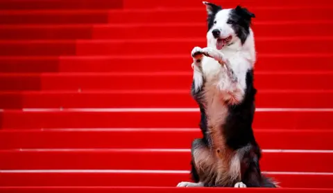 Reuters Messi, the dog from the film "Anatomie d'une chute" (Anatomy of a Fall), who is getting his own TV show at Cannes, poses on the red carpet before guest arrivals for the opening ceremony at the 77th Cannes Film Festival in Cannes, France, May 14, 2024. 