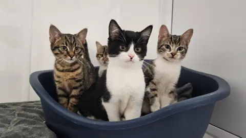 RSPCA Four kittens, in a navy blue plastic bed, looking well groomed.