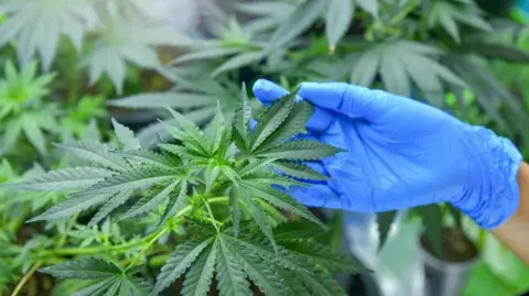 A closeup of a cannabis plants being cultivated with a hand wearing a blue glove next to a leaf. The plants have green, pointed, serrated leaves.