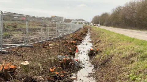 A row of tree and hedge stumps alongside the A4130 in Didcot.