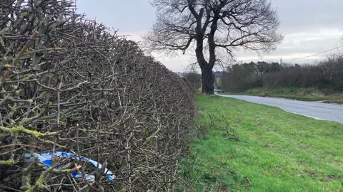 BBC A piece of police tape stuck in a hedge by the side of a road, with a tree to the left of the road