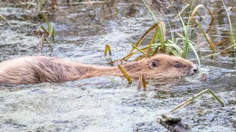 Beaver Trust A beaver, light brown in colour, shows half of its body above the water while swimming in a lake, which has thick-leaved grass sticking up out of the water 