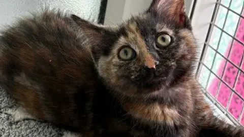 BBC/Tammy Gooding A brown and black kitten lying in a cage on a grey rug with white stars pattern looks up towards the camera.