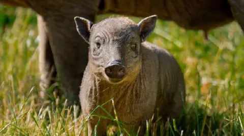 Chester Zoo A close up of a babirusa piglet named Rana at Chester Zoo. Her mother Matano's legs can be seen in the background.