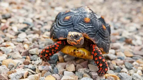 Getty Images A full body shot on a red-footed tortoise crawling on pebbles. It has dark scaly legs with bright red patches and a dark domed shell. The animals head is mottled with lighter scales around its mouth and eyes.