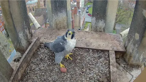 A peregrine falcon in the nesting box, facing the camera. Below, buildings and cars can be seen.