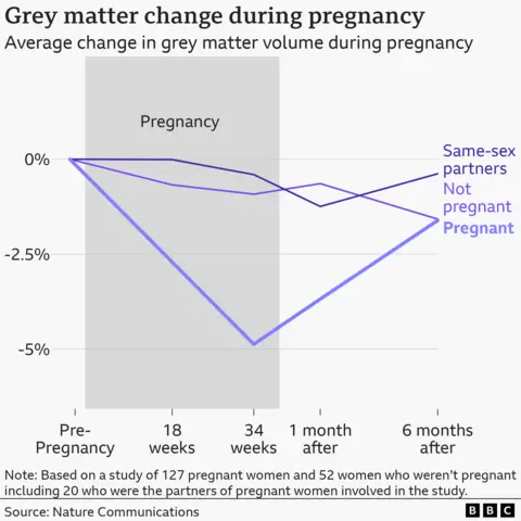 Line graph showing average grey matter volume change during pregnancy. Three lines compare pregnant women, non‑pregnant women, and same‑sex partners from pre‑pregnancy through 18 weeks, 34 weeks, one month after birth, and six months after birth. Pregnant women show a marked decrease in grey matter volume to about –5% by 34 weeks, then a partial recovery by six months after birth. Non‑pregnant women and same‑sex partners show only small fluctuations around 0%. 