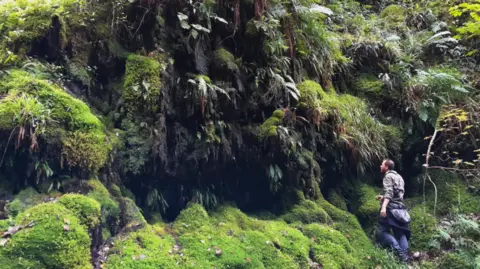 Isobelle Hotchkiss a man stands with his back to the camera looking up a cliff face that is covered in vegetation. along the lower part is bright green most and coming our the rock face are fern like leaves