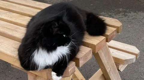 University of Worcester Toby relaxes on a picnic bench outside a university building.