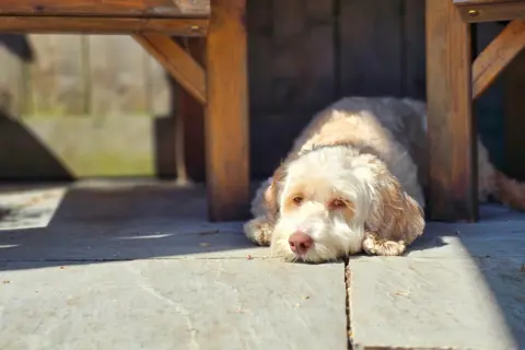 BBC Weather Watchers / Figaro A white/brown dog, who looks tired, is lying down under some wooden furniture. Its head is poking out from the shade into the sunshine.
