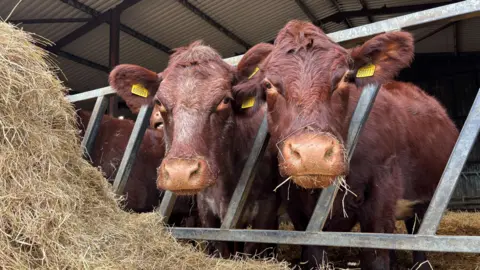 Two cows with their heads poking through a metal feeder. There is a big pile of hay in front of them.