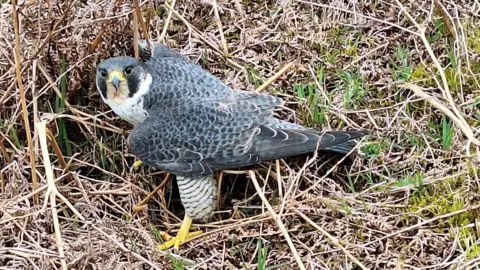  Royal Society for the Protection of Birds (RSPB) Peregrine