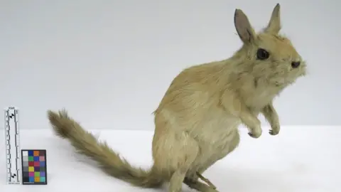 University Museum of Zoology A spring hare which is a rabbit-sized bipedal rodent. It is standing on its powerful back legs and its small front legs are held under its chest. It has a long tail, like a thinner squirrel's tail, and its ears are alert