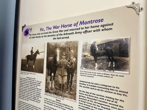 A close up of a museum display, called Vic the War Horse of Montrose