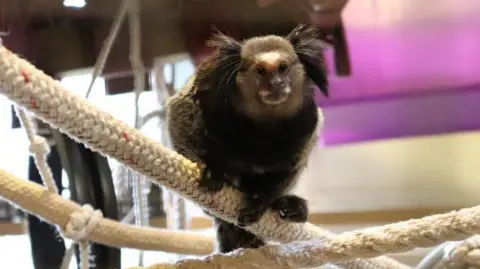Wild Futures Sanctuary, Looe A small Marmoset primate. Dark brown, fluffy ears, white blaze on forehead, gripping onto a thick rope, part of indoor enclosure.