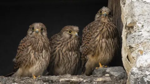 Three baby kestrels standing in the window opening of an old derelict house. They have black and brown speckled feathers and bright yellow talons.