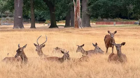 A herd of deer in Nottingham's Wollaton Park sitting in grass which has been scorched in hot weather