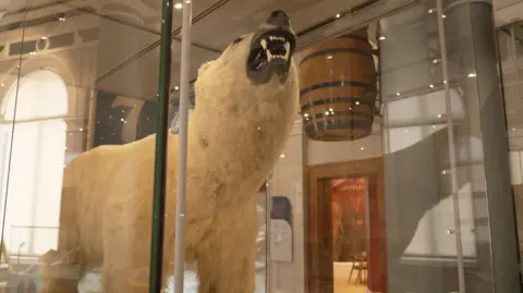 A stuffed polar bear is inside a glass cabinet looking up and bearing its long, white teeth.