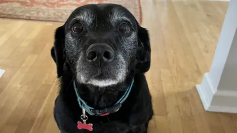Cave Veterinary Specialists Lola the 12-year-old labrador-spaniel dog poses for the camera at her home.