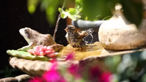 Lara Hughes A bird bathes in water in a bird bath on a sunny day