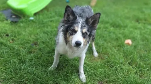 Katrina Archer Freckles the border collie dog in a garden on grass