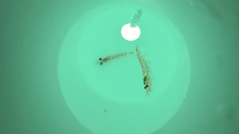 WWF Antarctic krill in a container on board a research vessel. The image shows two small krill swimming in turquoise water. A light is being shone down on the creatures, which are just a few centimetres long. 