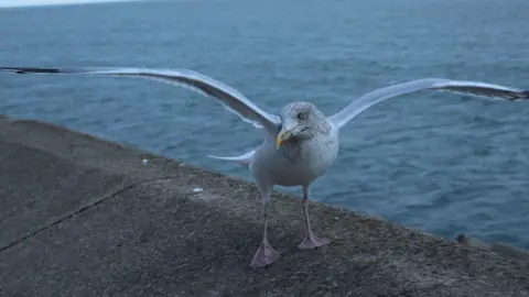 Anttoni James Numminen/LDRS A white seagull with a grey speckled face stands with its wings spread on a concrete fence next to the sea. 