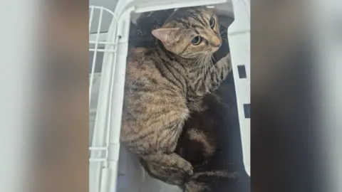 A tabby cat looks out from inside a cat carrier that has its grille lid open. There are two other cats peeking out as well. 