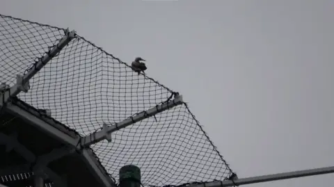 Scilly Pelagics Red booby bird