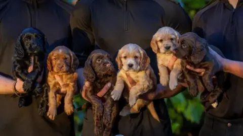 Six cocker spaniel puppies coloured black, brown and blonde. They are being held in hands  with the torsos of the people seen behind them, wearing black tops.