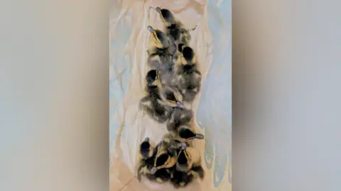 Oxfordshire Wildlife Rescue A picture of 10 ducklings on a blanket taken from above.