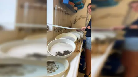 A young woman using a hose in a room with pans of juvenile oysters.