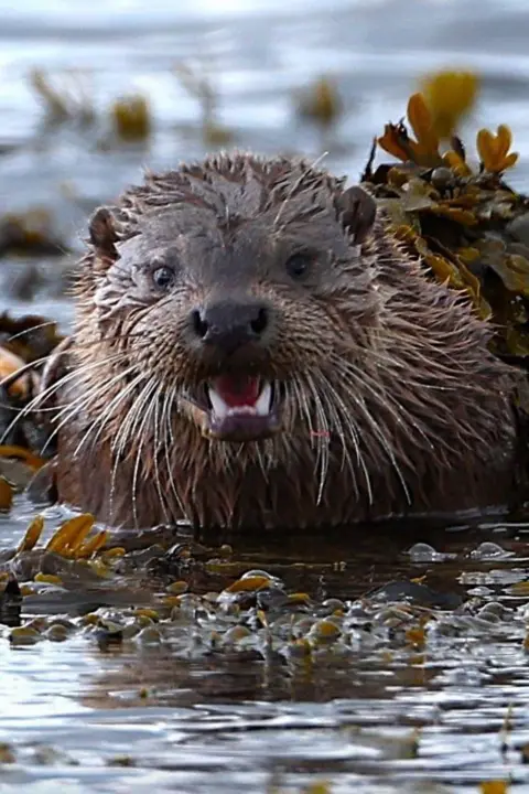 PAUL SHAW An otter, surrounded by sea weed, popping its head out of the water and bearing its teeth to the camera. 