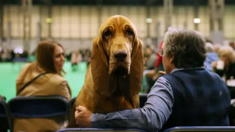 EPA A bloodhound sits with its owner on day one of the Crufts Dog Show. The dog stares into the camera while a man with his back to us has his arm, in a blue shirt, in front of the dog.