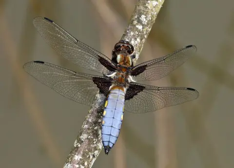 Walter Baxter Dragonfly at Mauldsheugh Wood in Selkirk