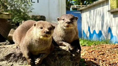 Battersea Park Children's Zoo Two otters look into the camera as they sit on a rock