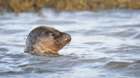 A seal pops its head out above the surface of the sea. Some shoreline with reeds is in the background