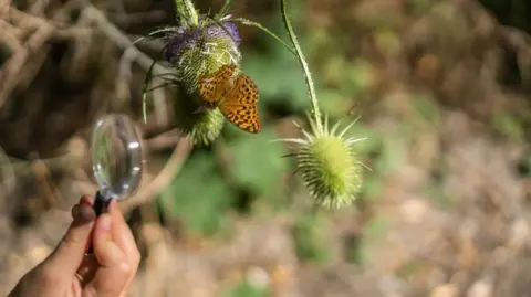A young hand holds a magnifying glass used to view an orange butterfly with several black dots on it, which is perched on a green and purple plant