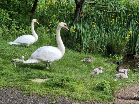 Stella McKay-Wood A group of swans - two adults and their babies, on the banks of a loch