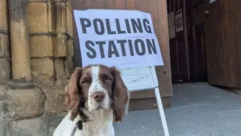 David Majarich Gib, the Springer/Cocker outside a polling station