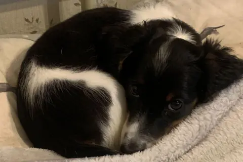 Wings and Paws Rescue Darcy the puppy