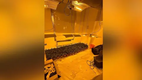 Police seized over 400 cannabis plants from the Reeves' property, with an estimated street value of hundreds of thousands of pounds
