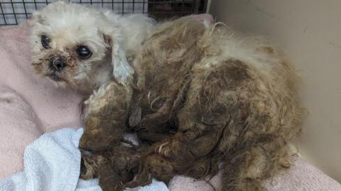 A white haired shih tzu, badly matted and covered in faeces