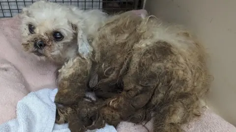 RSPCA Cymru A white haired shih tzu, badly matted and covered in faeces